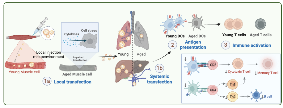 Age-adaptive mRNA lipid nanoparticle cancer vaccine study overview