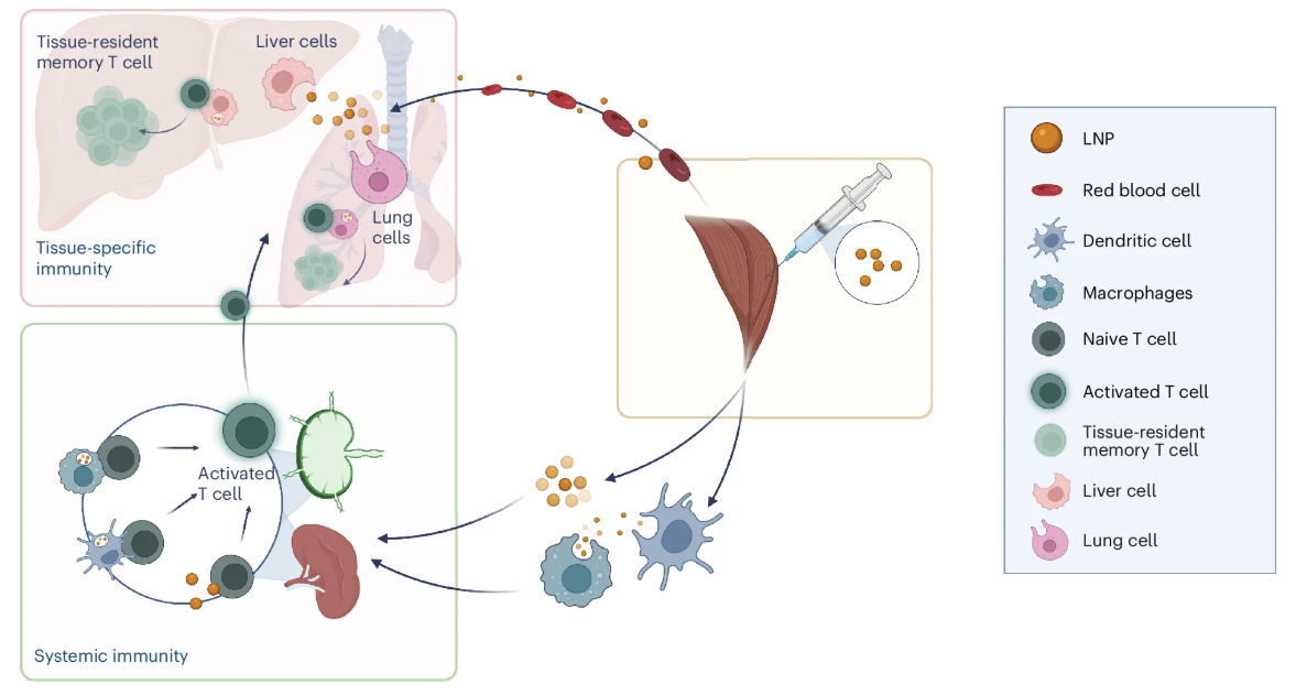 Systemic trafficking and tissue-specific T cell immunity figure