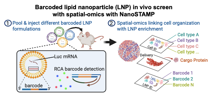 NanoSTAMP spatial profiling workflow for pooled barcoded mRNA lipid nanoparticles