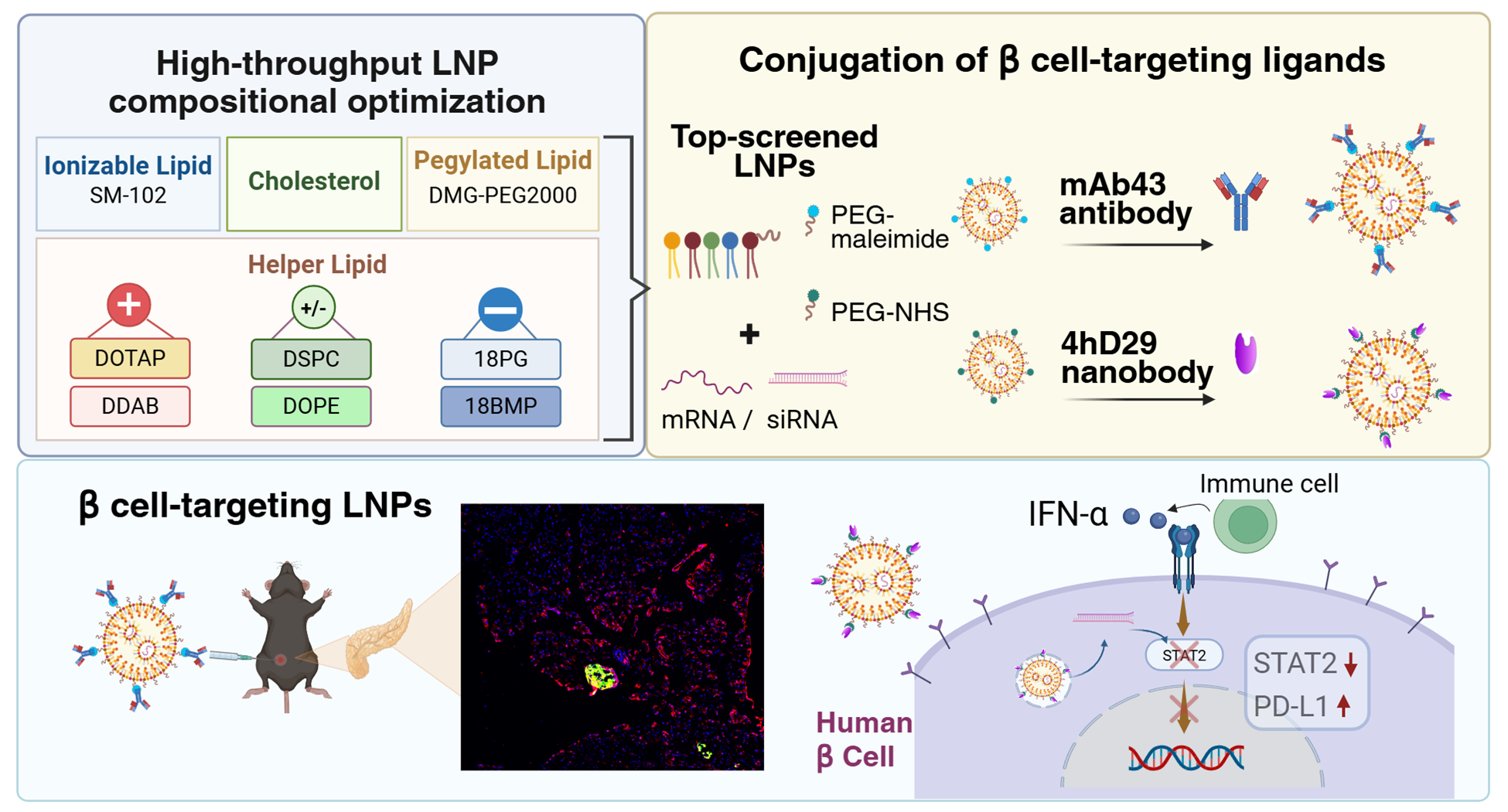 Integrated compositional screening and ligand targeting strategy for beta cell-directed RNA delivery